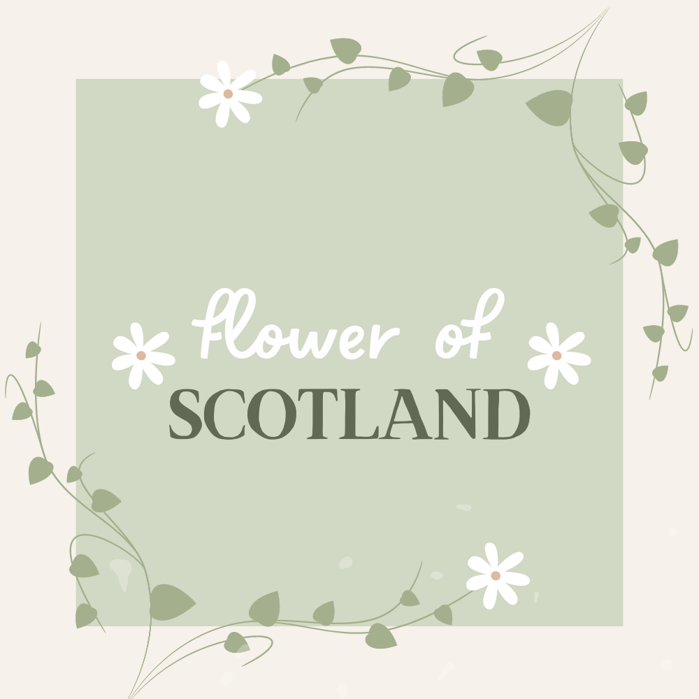Flower of Scotland